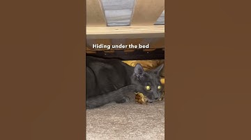 Cats Stealing | Caught JJ stealing a chicken bone #cat #kitten #funnycats #lulu #jj #shorts