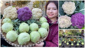 Thu hoạch xu hào trắng, bông cải tím, bông  cải trắng sau vườn ở Úc