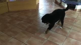Berner Sennenhund Welpe kämpft mit einer Fliege.  (Bernese Mountain Dog fights with a fly) by Martin Hoos 2,413 views 1 year ago 42 seconds