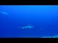 Buceo con tiburones - Maldivas 2015