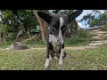 Hasan Pets Gallery is live!