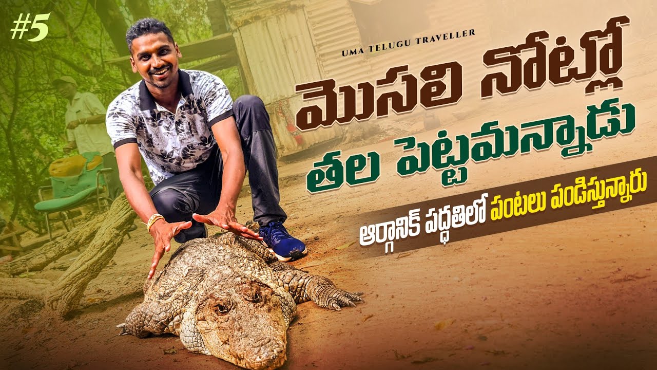 Crocodile 🐊 Pool | Farming In Gambia 🇬🇲 | Uma Telugu Traveller