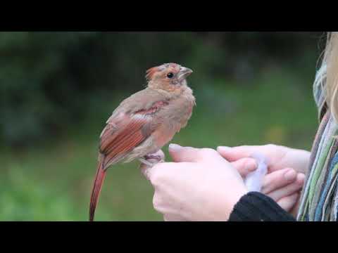 Raising a Cardinal Becomes One of the Family