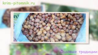 Где купить саженцы ежевики видео Где купить саженцы