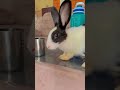 Bunny 🐰 #zoo #comedyfilms #shortvideo #cute #funnycomedy #cutebaby