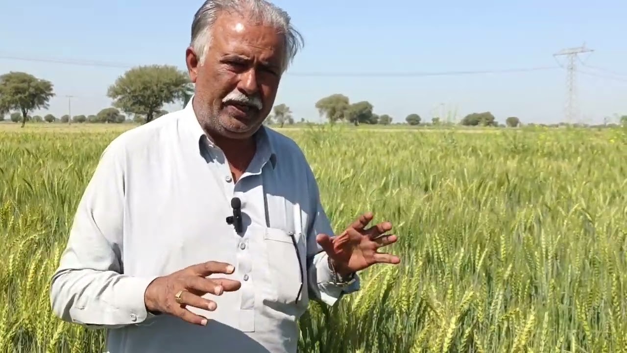 wheat variety Bakhar Star|source kanzo ag|vip look and high potional variety|abbas farm,