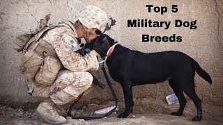 Top 5 Most Popular Military Dog Breeds