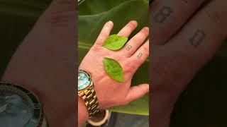 Look At These Walking Leafs