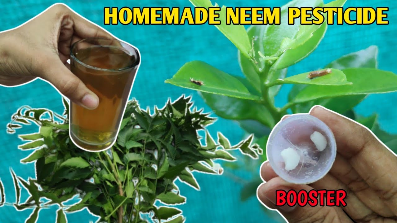 How To Make Organic NEEM PESTICIDE At Home Very Easy IN HINDI
