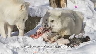 Lapland's Arctic Foxes: Surviving in Sweden's Frozen North