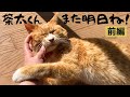 愛猫との残された時間をかみしめる【前編】