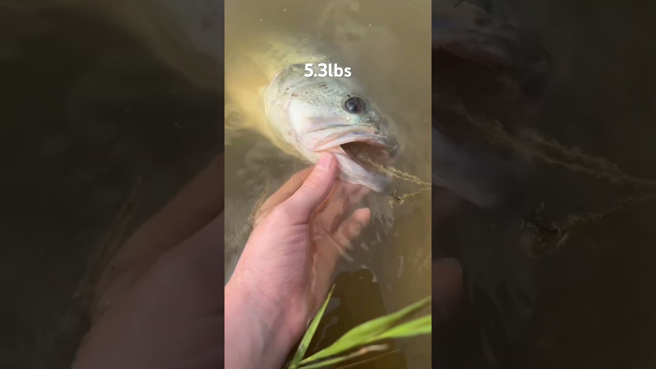 Big bass #fishing #bassfishing #giantbass #bass #fish #lake