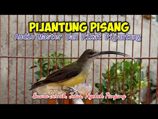 Masteran dan Pikat PIJANTUNG PISANG, Suara Jernih, Jelas Durasi Panjang class=