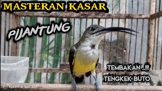 MASTERAN PIJANTUNG GACOR