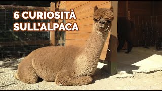 6 CURIOSITÀ sull'alpaca