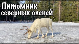 Питомник северных оленей в Ленинградской области