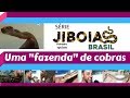 Jiboias Brasil - Episódio 1