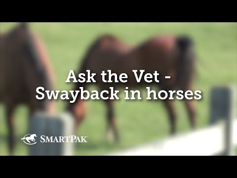 Vidéo: Comment prévenir le swayback chez les chevaux ?
