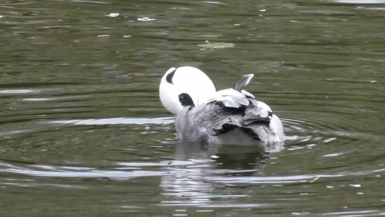Smew,  சிறு வாத்து : மீனுண்ணும் நீர்மூழ்கி வாத்து வகை