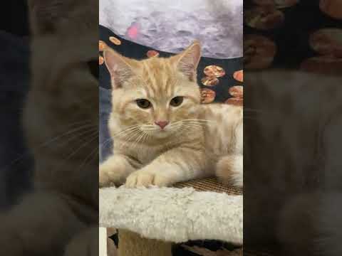 Video Mèo anh lông ngắn Red tabby form con lợn, mập ú nu. - youtube
