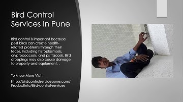 Ideal Bird Netting is best bird control service provider in Pune