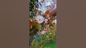A Robin Lands Briefly Among Spring Blossom | #Shorts  #birds