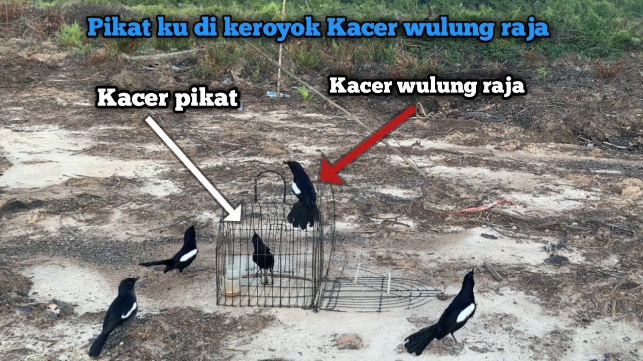 SERUUU... Mikat Kacer WULUNG RAJA vs DAHIT KALIMANTAN