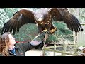 12 LARGEST Birds Of Prey On Earth!