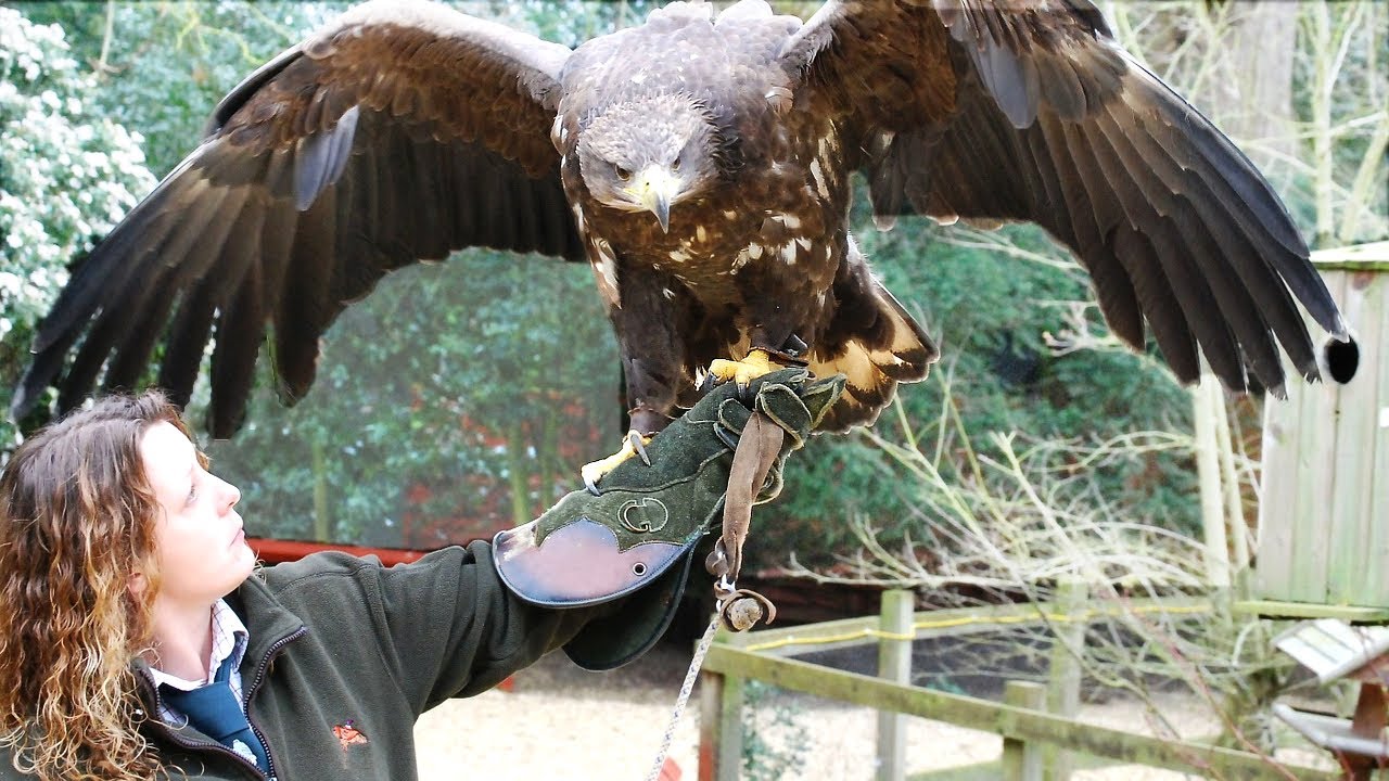 What Are the Largest Birds of Prey?