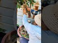 How to Graft Plants – A Traditional Propagation Technique