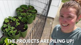 Spring garden tasks