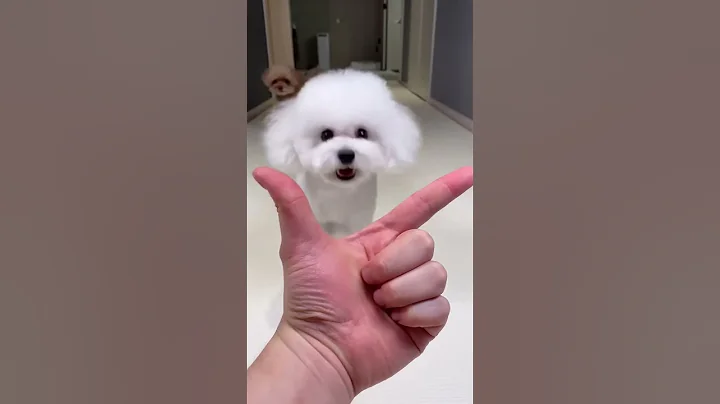 #cute #puppy #dogs #fouryou