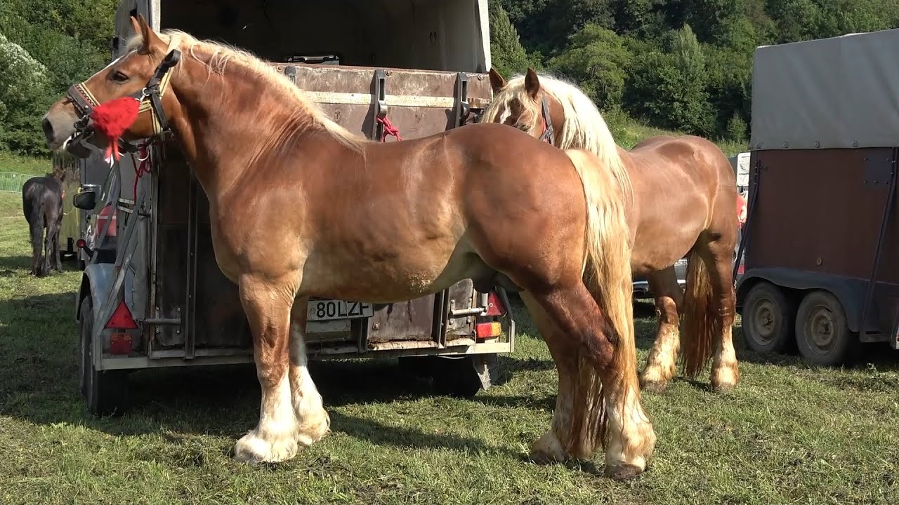 Targ expozitional de cai Bradu, Sibiu 2 August 2025 Nou!!!