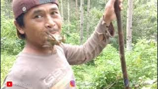Pikat burung di alam liar langsung diserang