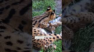 Бенгальский сервал с котенком