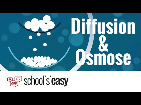 Video: Unterschied Zwischen Endosmose Und Exosmose