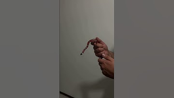 میلک اسنیک کوچولو 😍🐍 #ballpython #پایتون #reptiles #مار #python #animals #snake #میلک_اسنیک