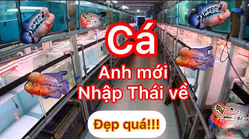 Trại anh Trường về mấy em cá la hán thái siêu đẹp , con cá cảnh huyền thoại của dân chơi cá - arhat