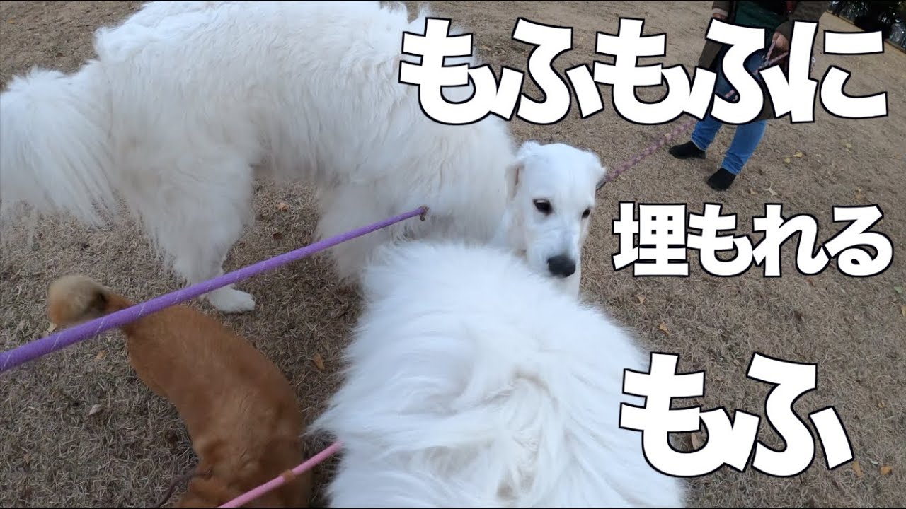 各務原市民公園での散歩 友達にたくさん会えました