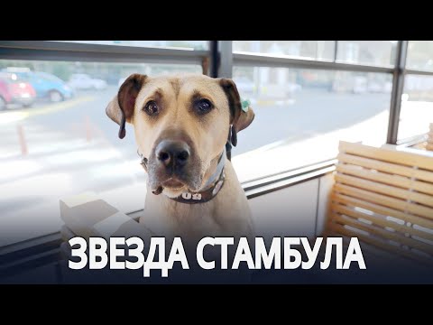 Видео: Письмо к этому (ужасающее) Бронзовая статуя Авраама Линкольна