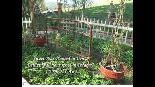 Planting  Sweet Pleas in a trellised Pot/ Utilizing all the space in your Potager/ Carrot Cake