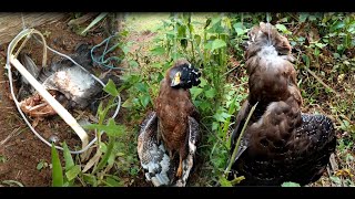 put a trap bamboo to catch Eagle eats chicken in the garden lawn