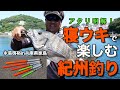 寝ウキで楽しむ紀州釣り。