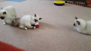 Eleven week old Birman kittens playing.