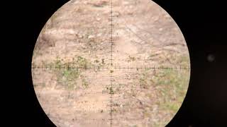 Testando a precisão da t-rex bullpup a longas distancia 