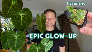 1 YEAR OF GROWTH - Philodendron 'El Choco Red' - Plant Spotlight (including before & after)