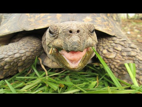 Video: Vydávají želvy rudonohé hluk?