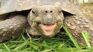 Tortoise And Turtle Sounds - Noises Resimi