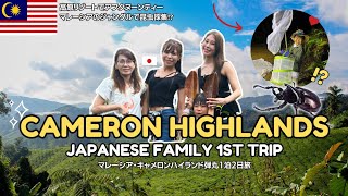 [Cameron Highlands] Japanese so SURPRISED with this place |日本人家族でマレーシア・キャメロンハイランドへ弾丸旅！ワクワク昆虫採集！