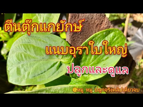 ต้นตีนตุ๊กแกยักษ์ แนบอุราใบใหญ่ ปลูกและดูแลให้สวย @หมู หมู ปลูกจริงคลิปเดียวจบ